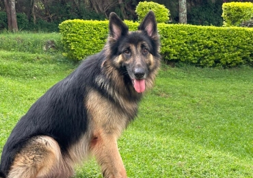 Beautiful German Shepherd For Sale