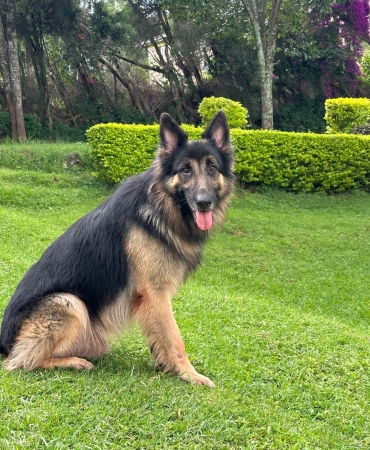 Beautiful German Shepherd For Sale